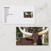 Cartes de visite du TEXAS LONGHORN (Devant / Derrière)