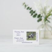 Cartes de visite gris tachetés de cheval de course (Debout devant)