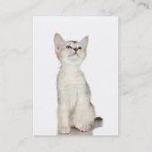 Cartes de visite mignons de chaton (Dos)