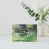 Cartes de visite potelés d'araignée (Debout devant)