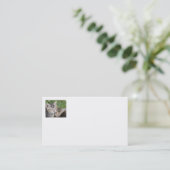 Cartes de visite Tabby Sisters (Debout devant)