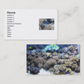 Cartes de visite tropicaux de poissons (Devant / Derrière)