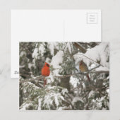 Cartes de voeux (Devant / Derrière)