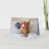 Cartes de vœux avec chat Sphinx et guirlande bleue (Dos)