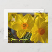 Cartes de vœux avec des jonquilles jaunes ¡Felices (Devant / Derrière)