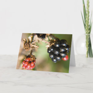 Cartes de vœux Baies d'Automne
