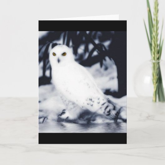 cartes de voeux blanches de hibou (Devant)