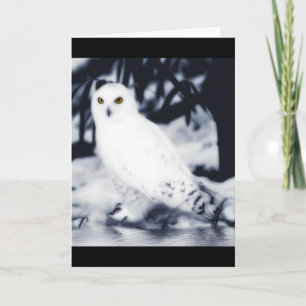 cartes de voeux blanches de hibou
