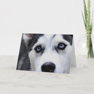 Cartes de voeux Blue Eyed Husky