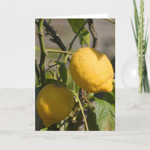 Cartes de vœux Citron Espagnol sur l'arbre