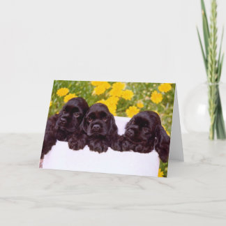 Cartes de voeux Cocker Spaniel