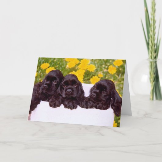 Cartes de voeux Cocker Spaniel (Devant)