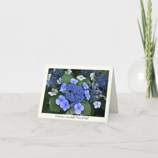 Cartes de vœux commémoratives Blue Hydrangea (Devant)