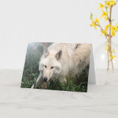 Cartes de voeux de blanc de loup blanc (Fleur jaune)