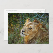 Cartes de voeux de lion mâle africain (Devant / Derrière)