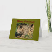 Cartes de voeux de Noël Tabby Cat (Devant)
