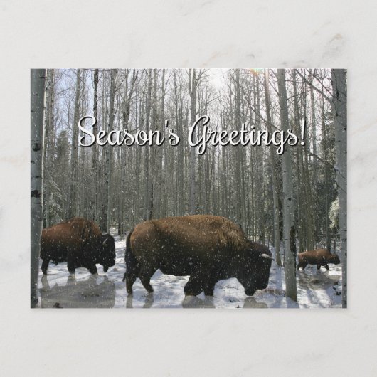Cartes de vœux de saison de Bison Amérindien (Devant)