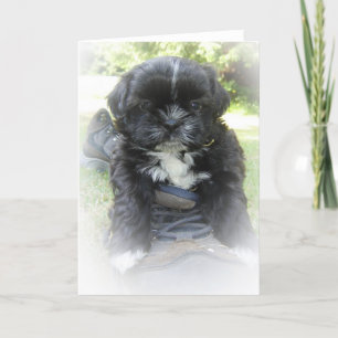 Cartes de voeux de Shih Tzu