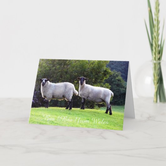 Cartes de voeux des moutons gallois. (Devant)