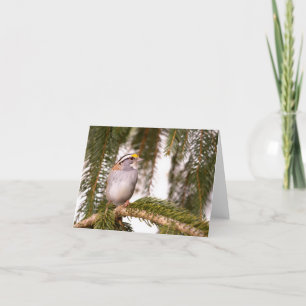 Cartes de vœux du pinson à gorge blanche