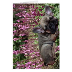 Cartes de voeux en France