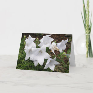 Cartes de voeux Fleur de Ballons (Bellflower chino