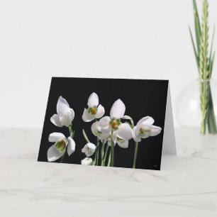 Cartes de voeux Fleur de neige