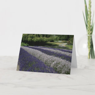 Cartes de voeux : Lavande violette et blanche