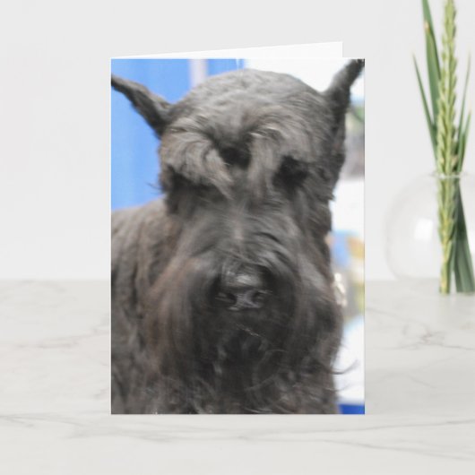 Cartes de voeux mignonnes de Schnauzer (Devant)