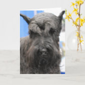 Cartes de voeux mignonnes de Schnauzer (Fleur jaune)