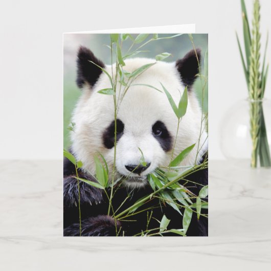 Cartes de voeux Panda géant photo. Panda. (Devant)