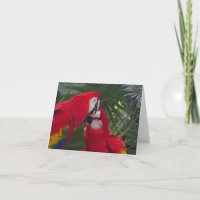 Cartes de vœux perroquet rouge vierges