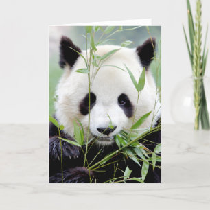 Cartes de vœux Photo panda géant. Panda geant.