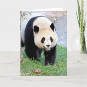 Cartes de vœux Photo panda géant. Panda géant.