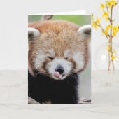 Cartes de vœux Photo panda roux. Panda roux. (Fleur jaune)