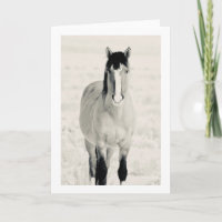 Cartes de vœux pliées CHEVAUX SAUVAGES D'ONAQUI