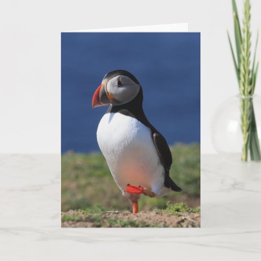 Cartes de voeux Puffin (Devant)