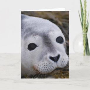 Cartes de voeux Sweet Baby Seal
