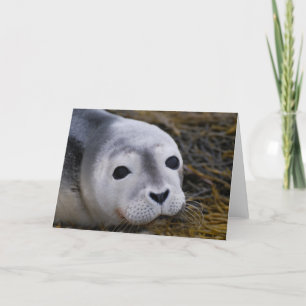 Cartes de voeux Sweet Baby Seal