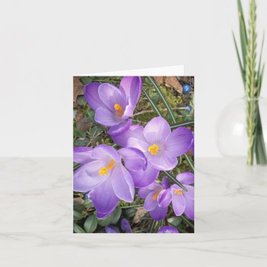 Cartes de vœux vierges Crocus Violet (Devant)