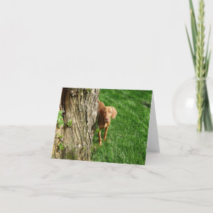 Cartes de voeux Vizsla