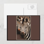 Cartes de voeux Zebra - cartes postales (Devant / Derrière)