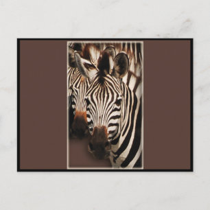Cartes de voeux Zebra - cartes postales