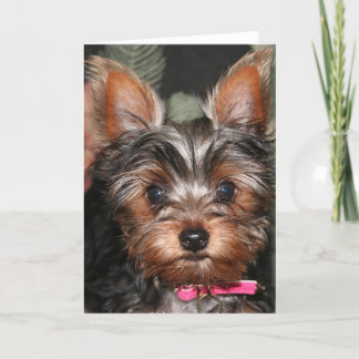 Cartes de Yorkie
