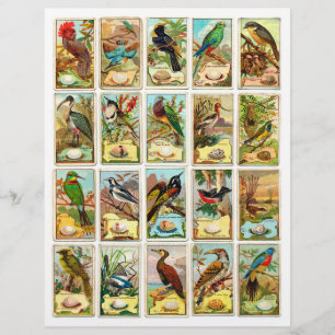 Cartes d'échange Vintages d'oiseaux authentiques (