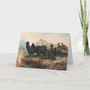 Cartes d'illustration de livre anciennes d'alpacas