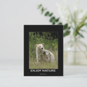 Cartes d'invitation de l'ours (Debout devant)