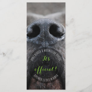 Cartes en rack Dognose