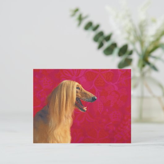 Cartes et GI afghanes (Debout devant)