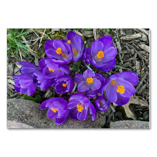 Cartes flash personnalisées de lecture de fleurs d (Devant)